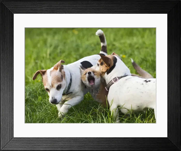 Framed Print : Picture No. 10897241 Framed Print : Picture No. 10897241