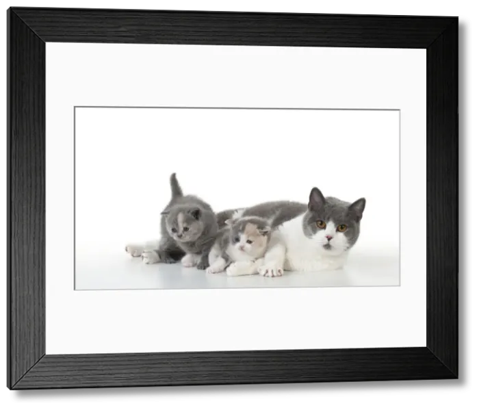 Framed Print : Picture No. 10897253 Framed Print : Picture No. 10897253