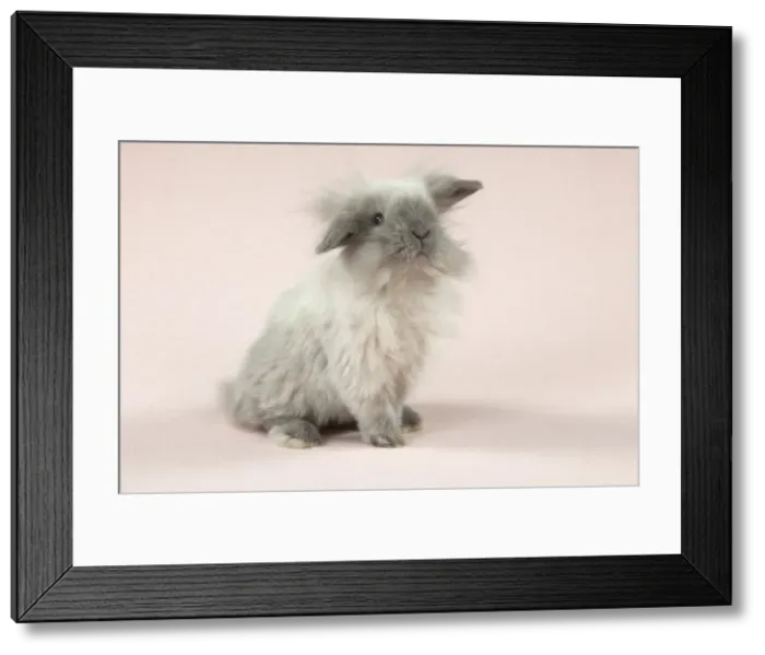 Framed Print : Picture No. 10897250 Framed Print : Picture No. 10897250