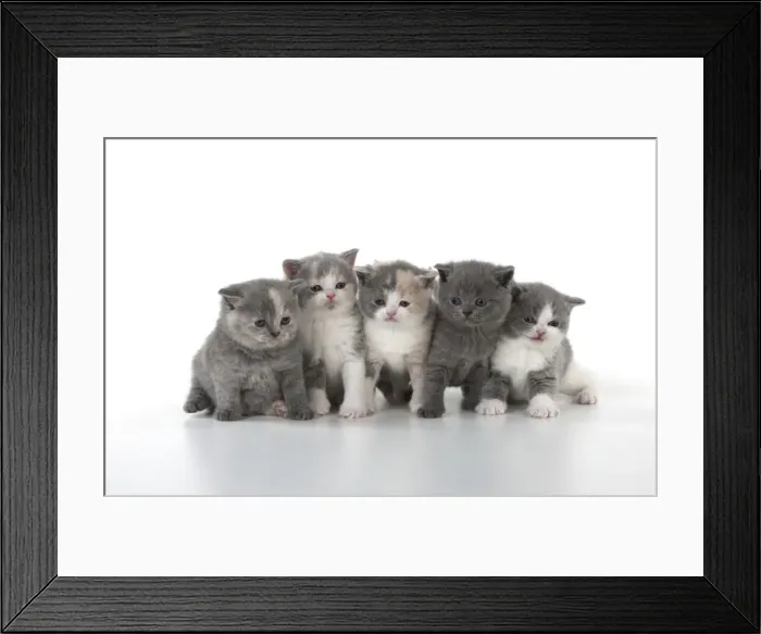 Framed Print : Picture No. 10897254 Framed Print : Picture No. 10897254