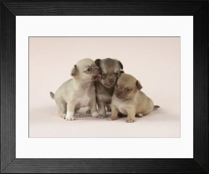 Framed Print : Picture No. 10897251