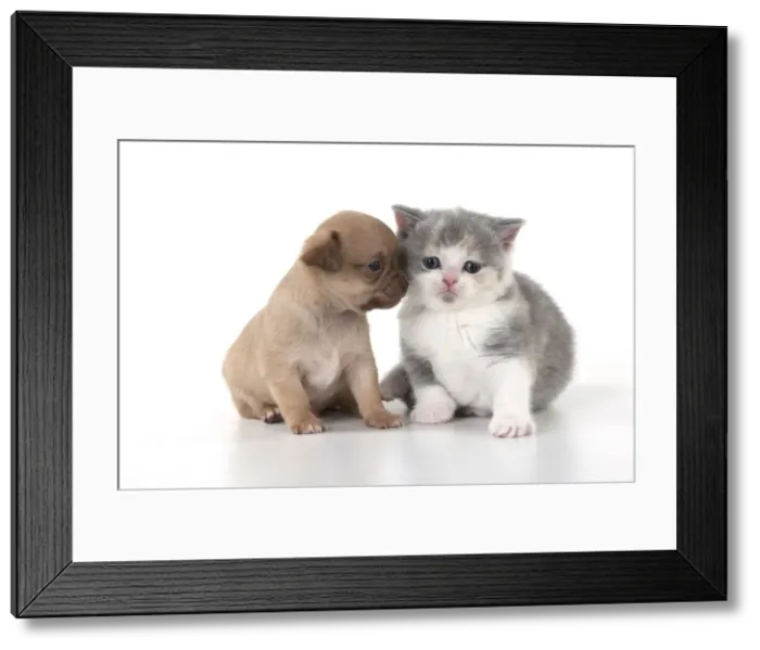 Framed Print : Picture No. 10897255 Framed Print : Picture No. 10897255