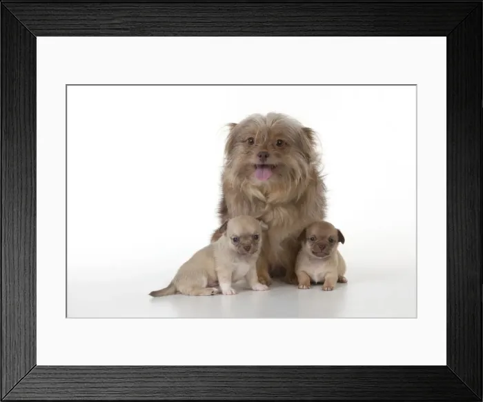 Framed Print : Picture No. 10897256 Framed Print : Picture No. 10897256