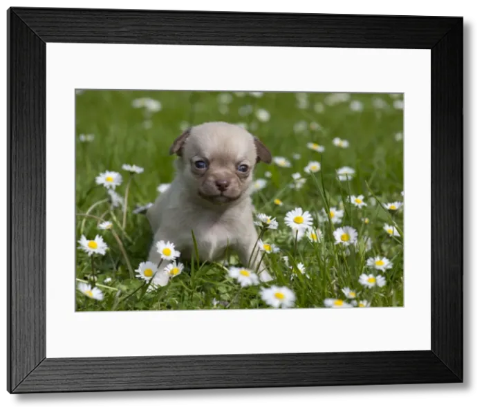 Framed Print : Picture No. 10897252 Framed Print : Picture No. 10897252