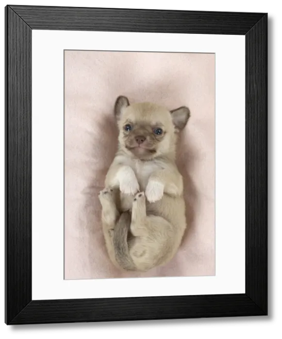 Framed Print : Picture No. 10897248