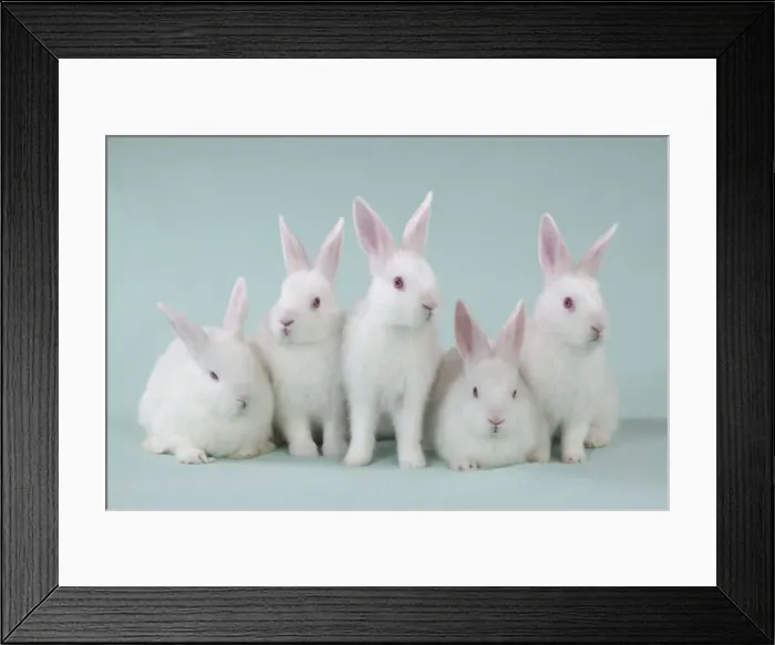 Framed Print : Picture No. 10897260 Framed Print : Picture No. 10897260