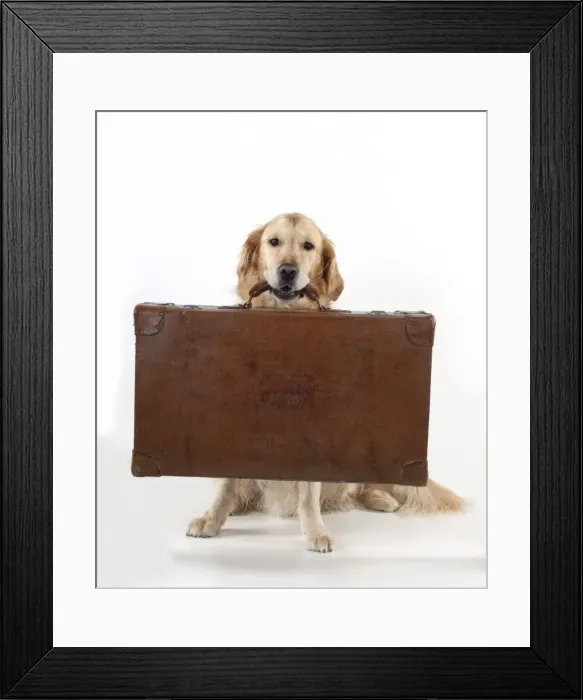 Framed Print : Picture No. 10897272 Framed Print : Picture No. 10897272