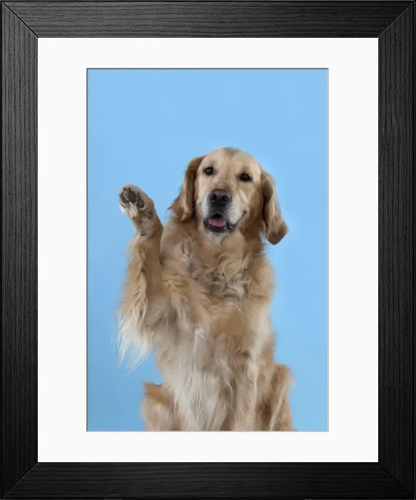 Framed Print : Picture No. 10897267 Framed Print : Picture No. 10897267