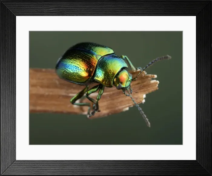 Framed Print : Picture No. 10896219 Framed Print : Picture No. 10896219
