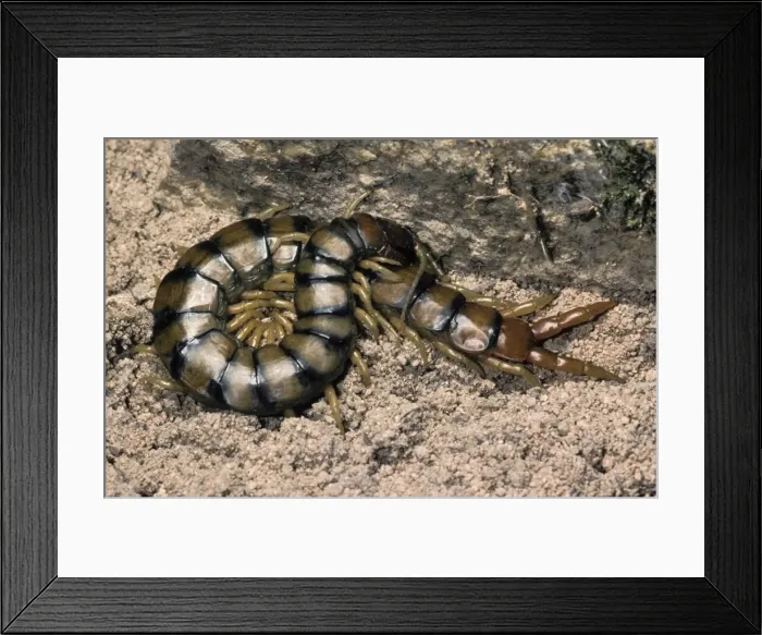 Framed Print : Picture No. 10896213 Framed Print : Picture No. 10896213