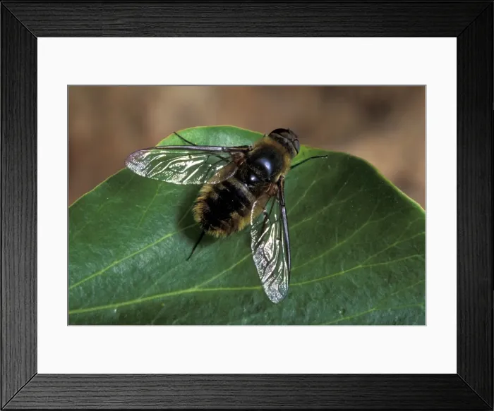 Framed Print : Picture No. 10896218 Framed Print : Picture No. 10896218