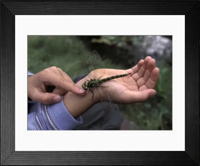 Framed Print : Picture No. 10896216 Framed Print : Picture No. 10896216