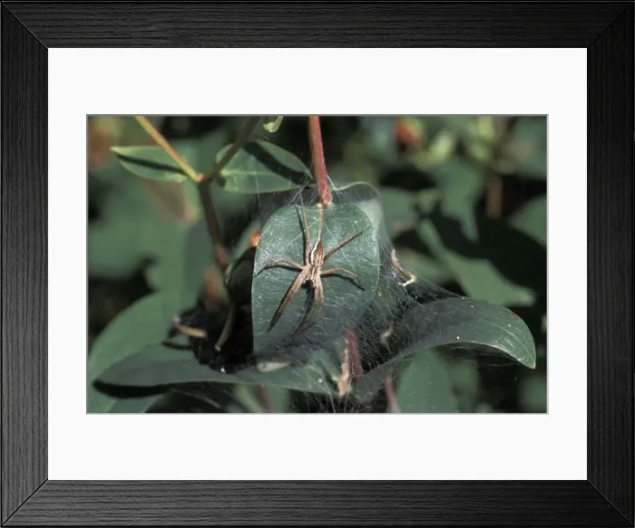 Framed Print : Picture No. 10896217 Framed Print : Picture No. 10896217
