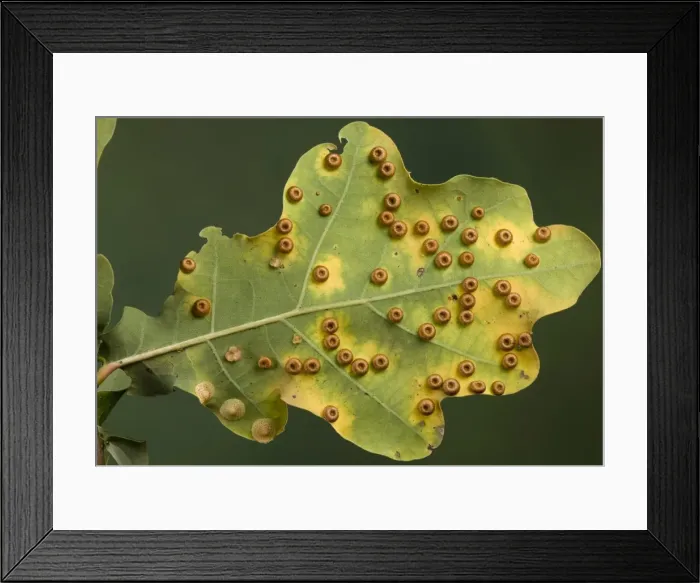 Framed Print : Picture No. 10896221 Framed Print : Picture No. 10896221