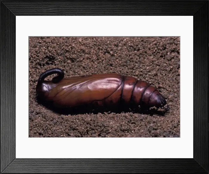 Framed Print : Picture No. 10896222 Framed Print : Picture No. 10896222