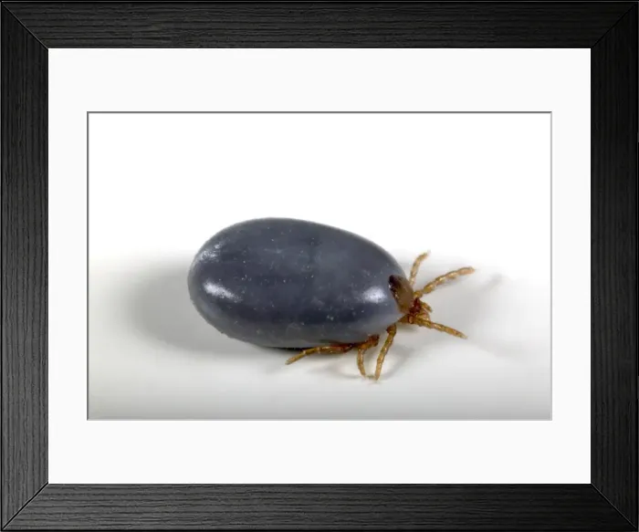 Framed Print : Picture No. 10896226 Framed Print : Picture No. 10896226