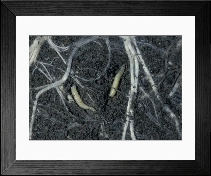Framed Print : Picture No. 10896220 Framed Print : Picture No. 10896220