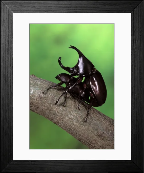 Framed Print : Picture No. 10896227 Framed Print : Picture No. 10896227