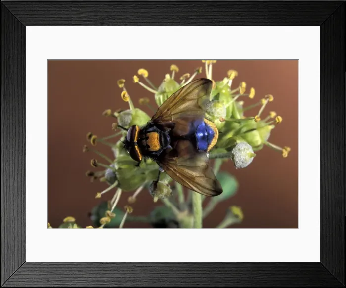 Framed Print : Picture No. 10896225 Framed Print : Picture No. 10896225