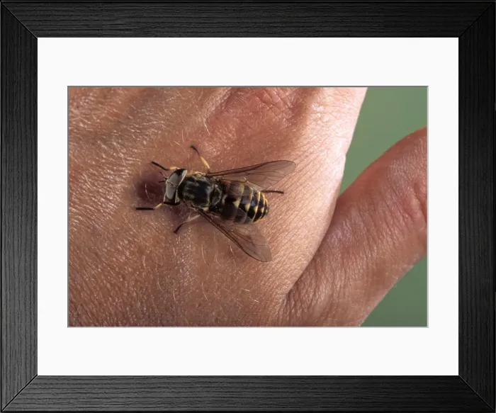 Framed Print : Picture No. 10896224 Framed Print : Picture No. 10896224