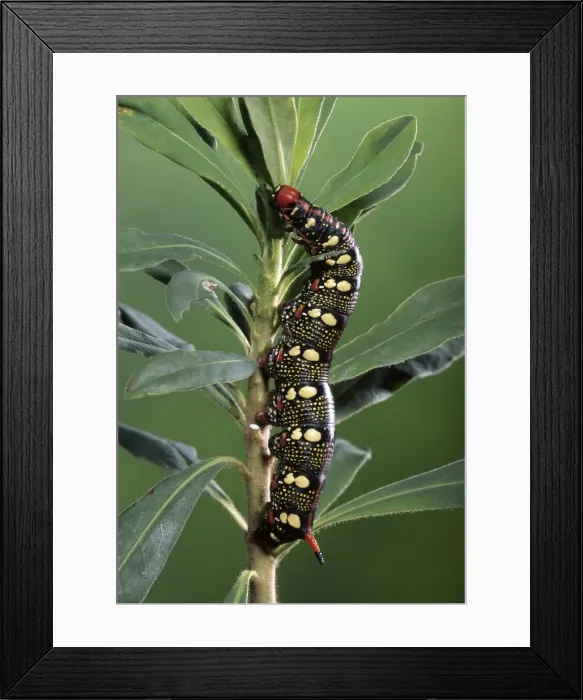 Framed Print : Picture No. 10896223 Framed Print : Picture No. 10896223