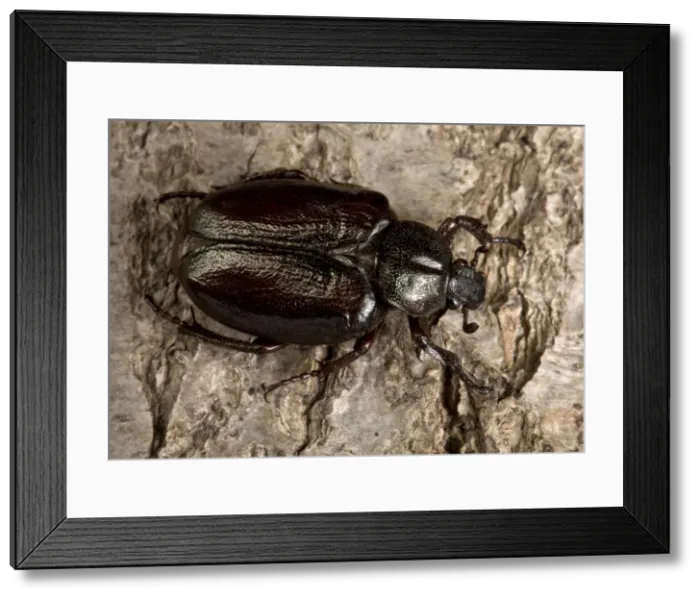 Framed Print : Picture No. 10896228 Framed Print : Picture No. 10896228