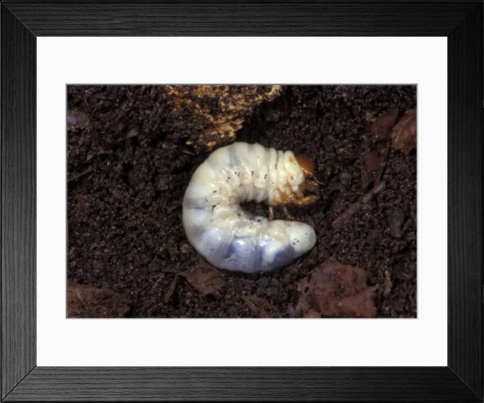 Framed Print : Picture No. 10896231 Framed Print : Picture No. 10896231