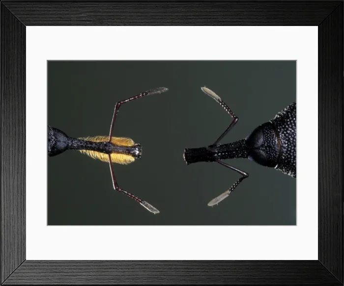 Framed Print : Picture No. 10896229 Framed Print : Picture No. 10896229