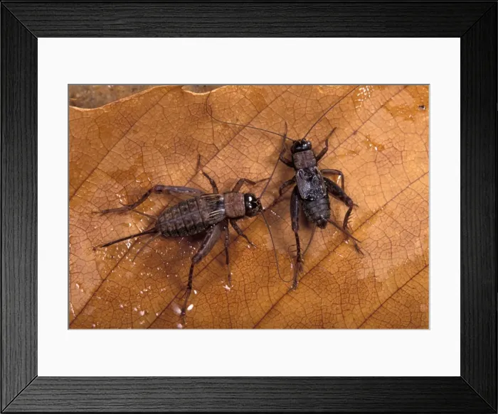 Framed Print : Picture No. 10896233 Framed Print : Picture No. 10896233