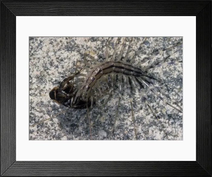 Framed Print : Picture No. 10896236 Framed Print : Picture No. 10896236