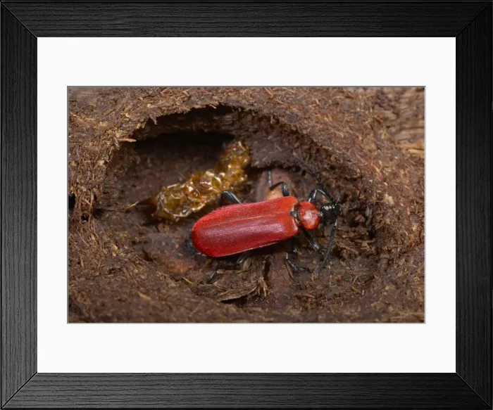 Framed Print : Picture No. 10896230 Framed Print : Picture No. 10896230
