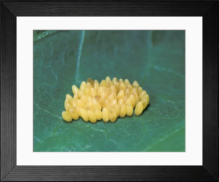 Framed Print : Picture No. 10896234 Framed Print : Picture No. 10896234