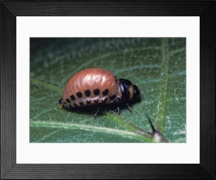 Framed Print : Picture No. 10896232 Framed Print : Picture No. 10896232