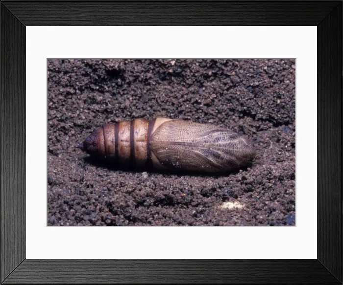 Framed Print : Picture No. 10896235 Framed Print : Picture No. 10896235