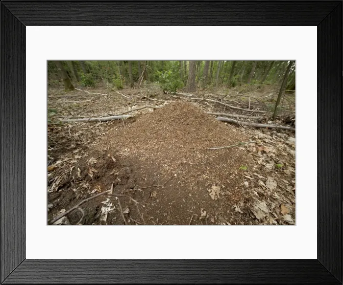 Framed Print : Picture No. 10896237 Framed Print : Picture No. 10896237