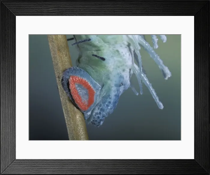 Framed Print : Picture No. 10896241