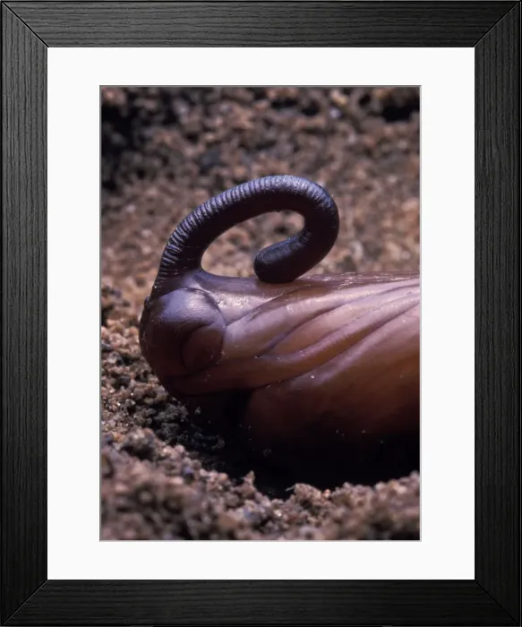 Framed Print : Picture No. 10896240 Framed Print : Picture No. 10896240