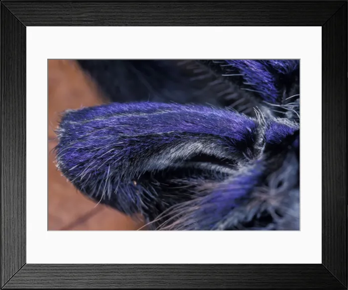 Framed Print : Picture No. 10896238