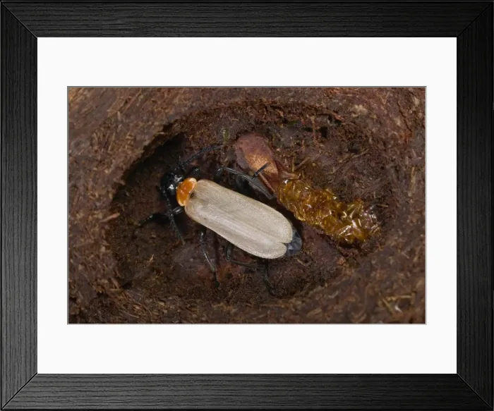 Framed Print : Picture No. 10896242 Framed Print : Picture No. 10896242
