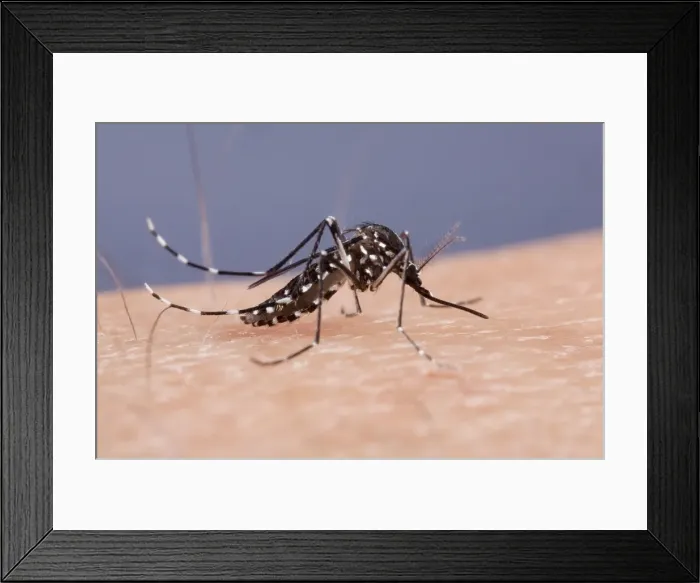 Framed Print : Picture No. 10896244 Framed Print : Picture No. 10896244