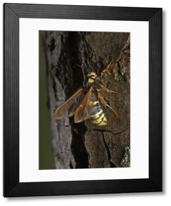 Framed Print : Picture No. 10896239 Framed Print : Picture No. 10896239