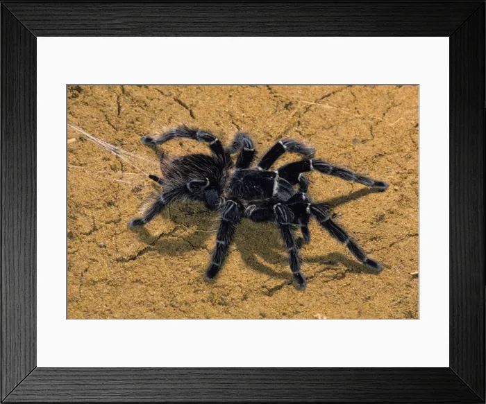 Framed Print : Picture No. 10896243 Framed Print : Picture No. 10896243