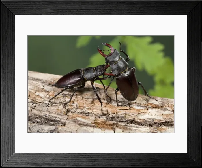 Framed Print : Picture No. 10896245 Framed Print : Picture No. 10896245