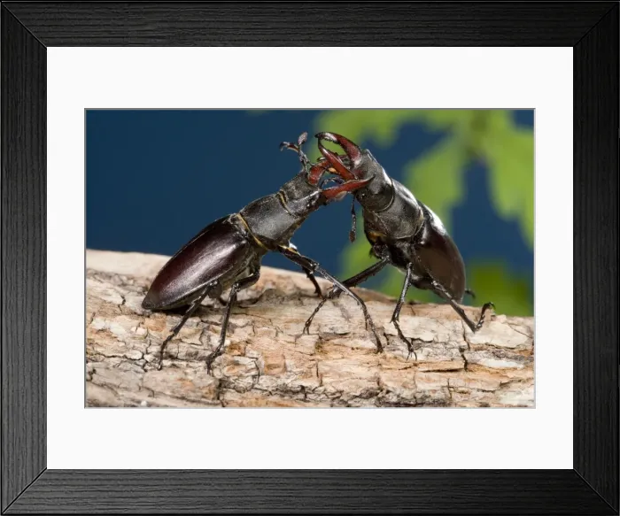 Framed Print : Picture No. 10896250 Framed Print : Picture No. 10896250