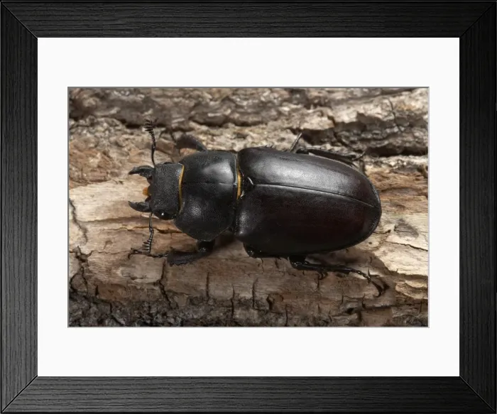 Framed Print : Picture No. 10896251 Framed Print : Picture No. 10896251