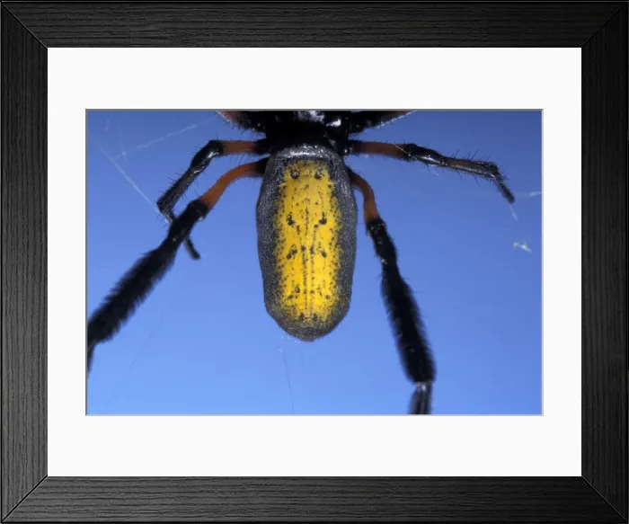 Framed Print : Picture No. 10896296 Framed Print : Picture No. 10896296