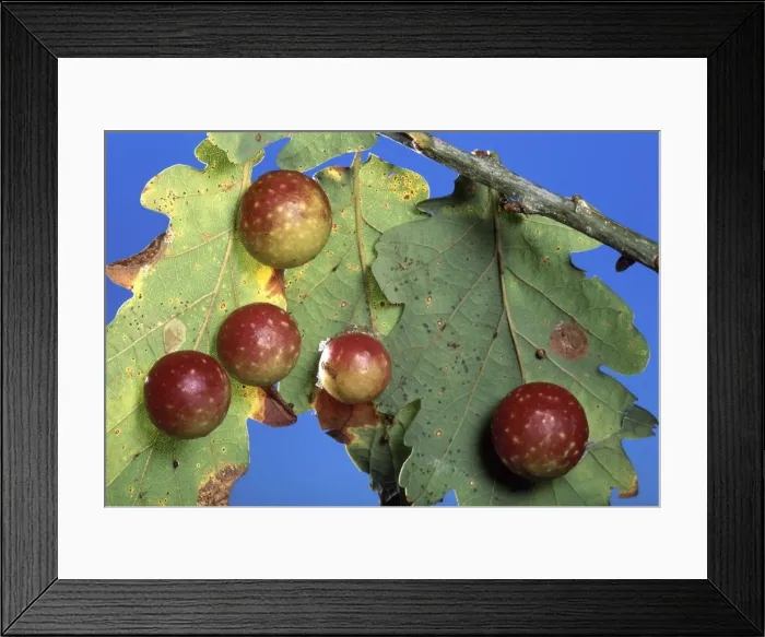 Framed Print : Picture No. 10896305 Framed Print : Picture No. 10896305