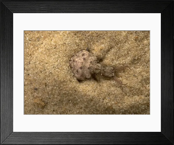 Framed Print : Picture No. 10896304 Framed Print : Picture No. 10896304