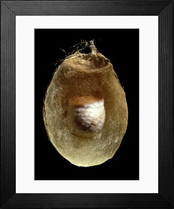 Framed Print : Picture No. 10896307 Framed Print : Picture No. 10896307