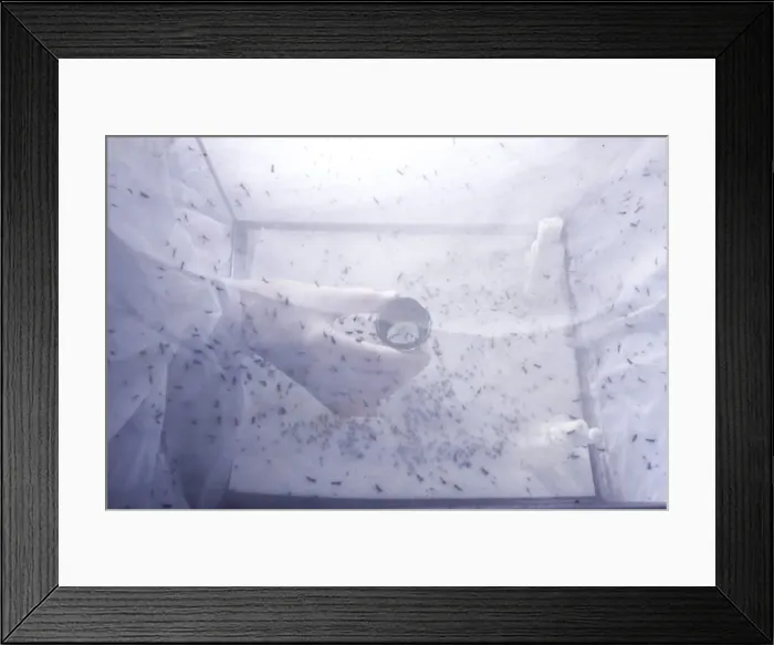 Framed Print : Picture No. 10896308